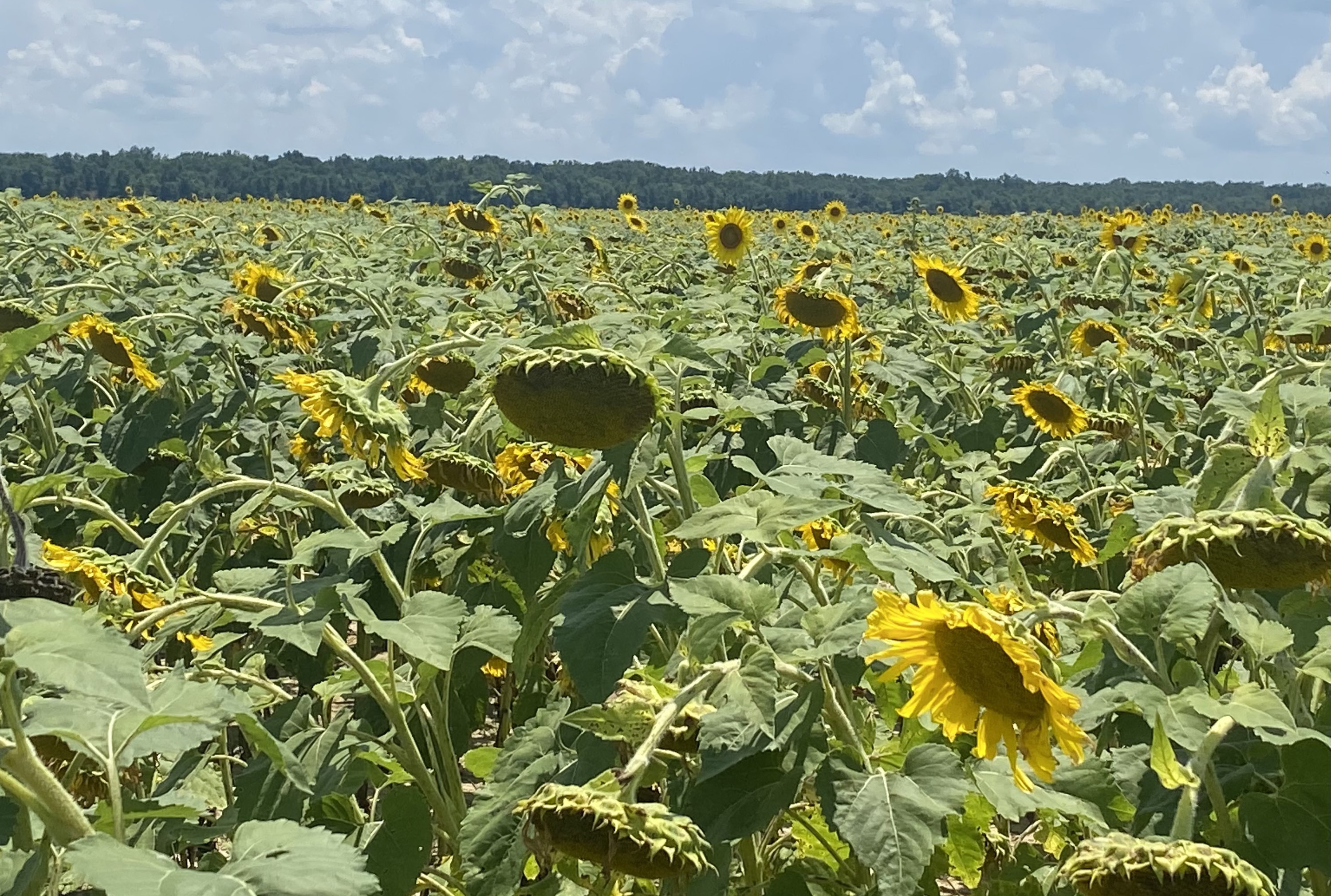 Sunflower field.